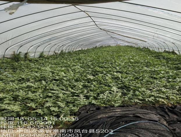 丁集镇2018年农业特色保险工作全面启动