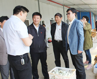 王崧来我县联系点走访调研