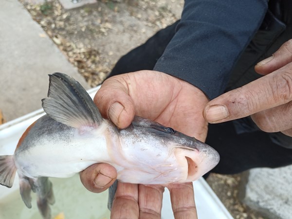 留住珍稀淮王鱼做好水产新地标