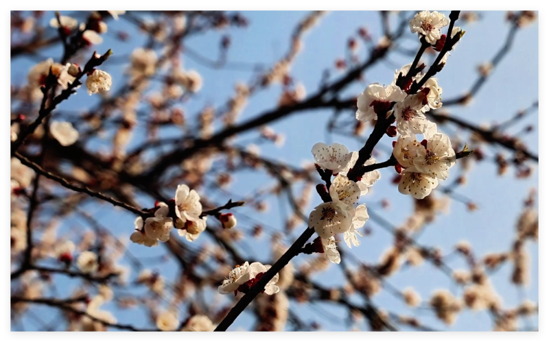 桃花春色暖先看   明媚谁人不看来